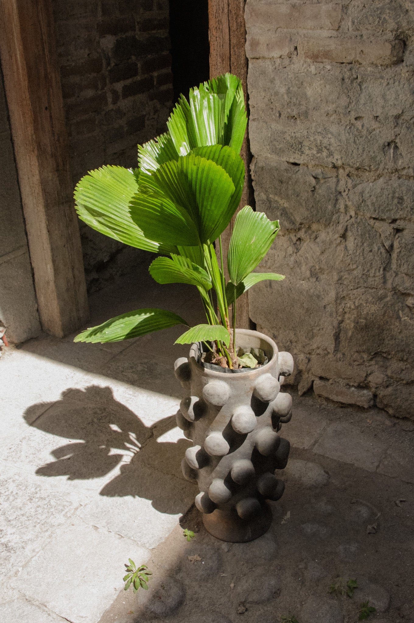 Dot Planter