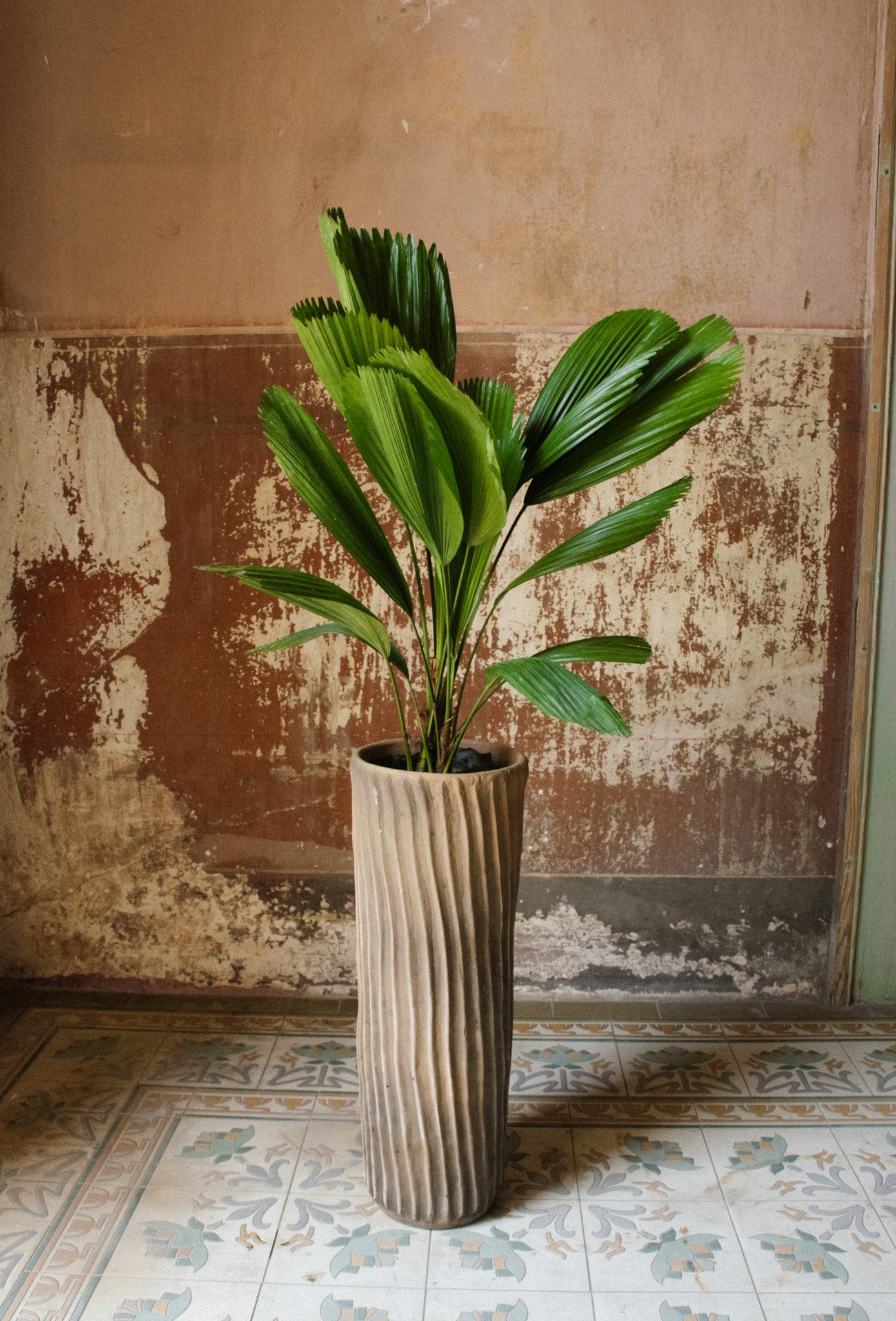 Rayas Planter
