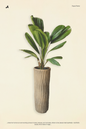 Rayas Planter